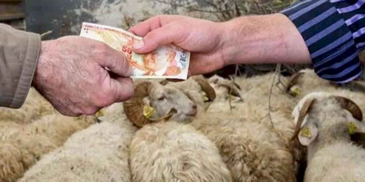 Kurbanlıklar yüzde 25 arttı