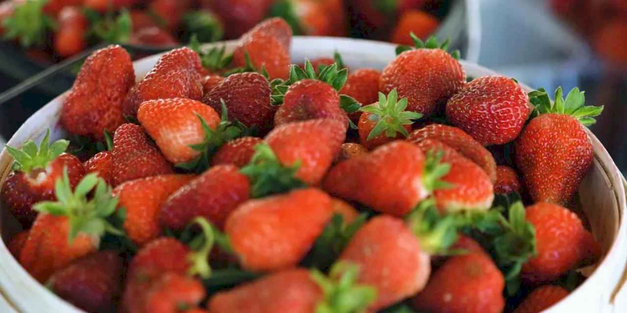 Kocaeli'de çilekte kaliteli hasat Akçat'ta başladı... Verimli ilk hasat başladı