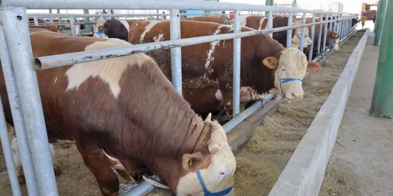 İzmit'teki hayvan pazarı bu yıl da ilgi gördü