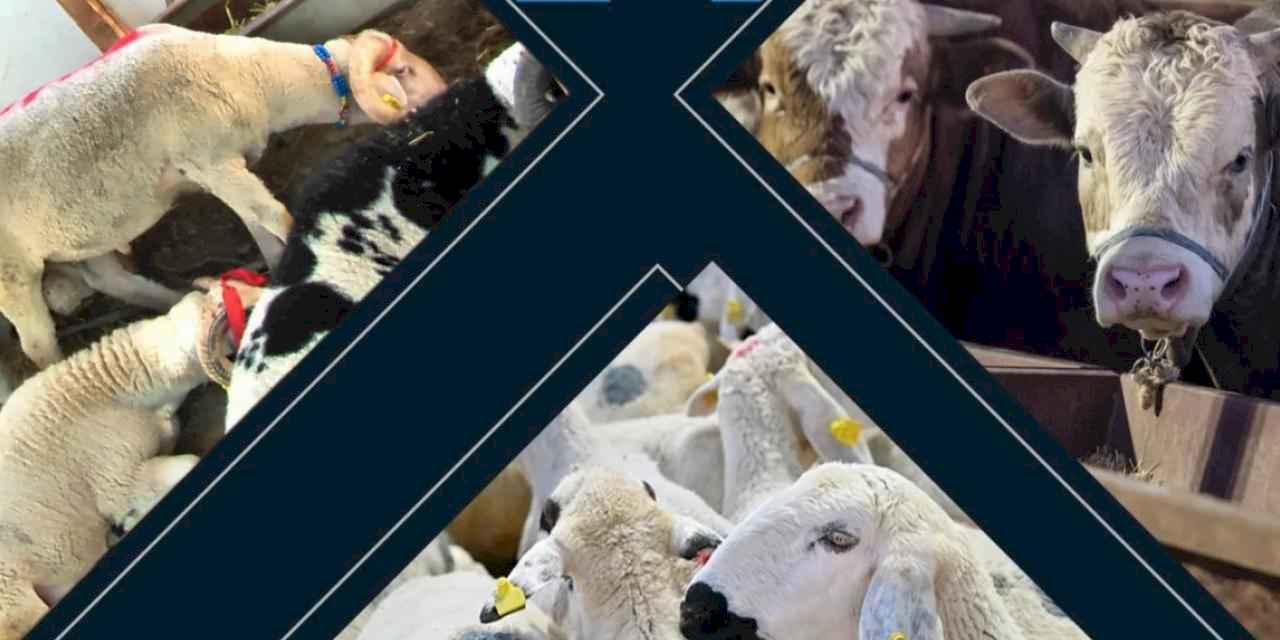 Kalan Kurbanlıkları ESK Alacak!