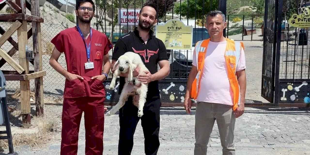 Kayseri Talas'ta kaçak kuzular sahibine döndü