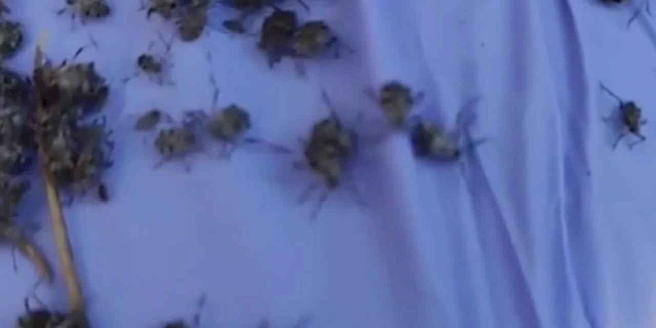 Ankara Etimesgut Belediyesi: Kene değil, endişeye gerek yok