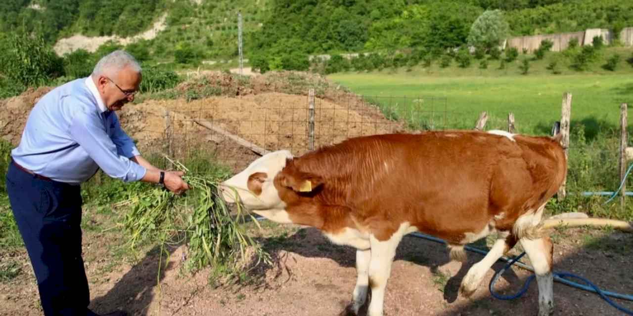 Ordu'da besicilerin yüzü güldü