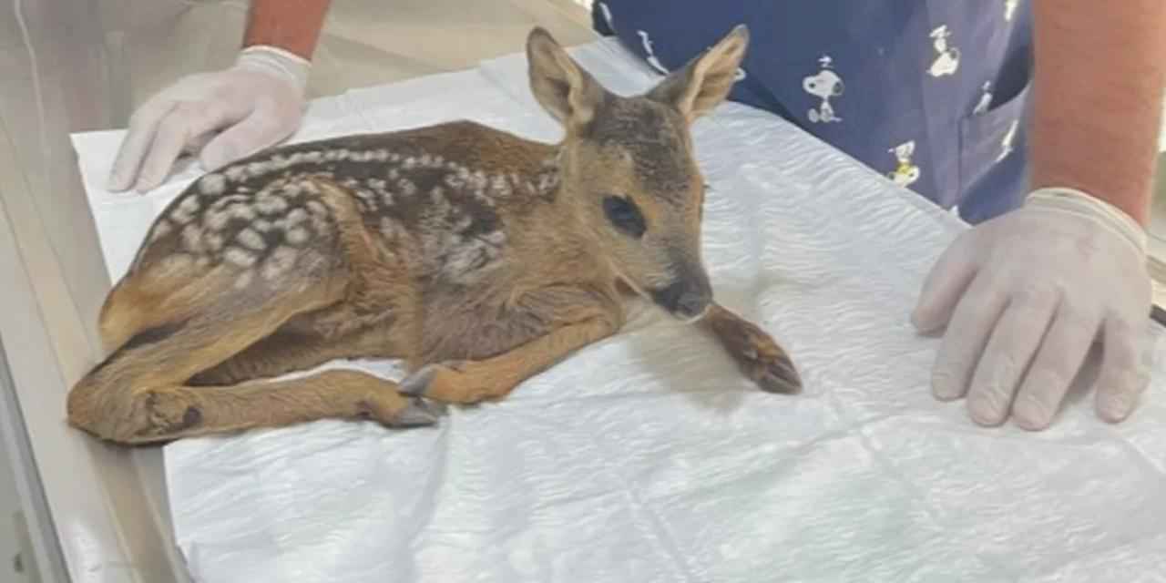 Yavru karaca korumaya alındı