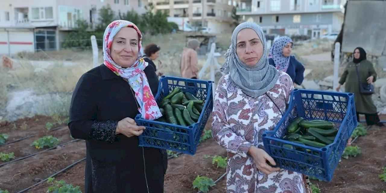 Mardin Artuklu Kent Kadın Bostanları'nda ilk hasat sevinci