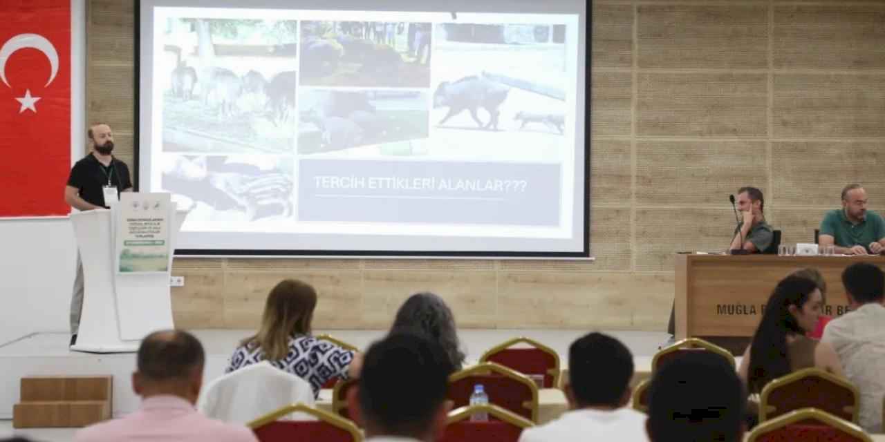Muğla’da yaban domuzları gündemde