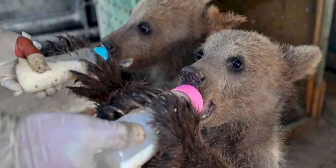 Mersin Tarsus’ta yavrular ziyaretçileri bekliyor