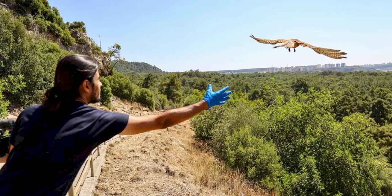 Antalya’da tedavisi tamamlanan kerkenezler doğaya salındı