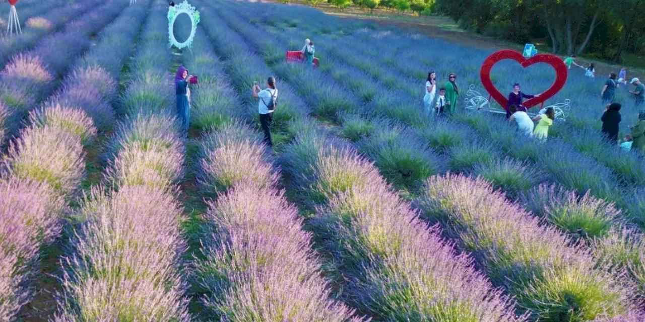İzmit Belediyesi Lavanta Şenliği’ne yoğun ilgi