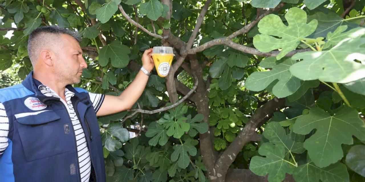 Muğla’da meyve sineği ile mücadelede feromon tuzaklar devrede!