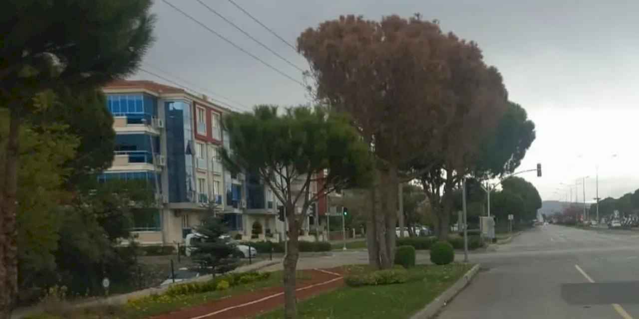 Muğla’da güvenlik ve estetik için kurumuş ağaçlar kaldırılıyor