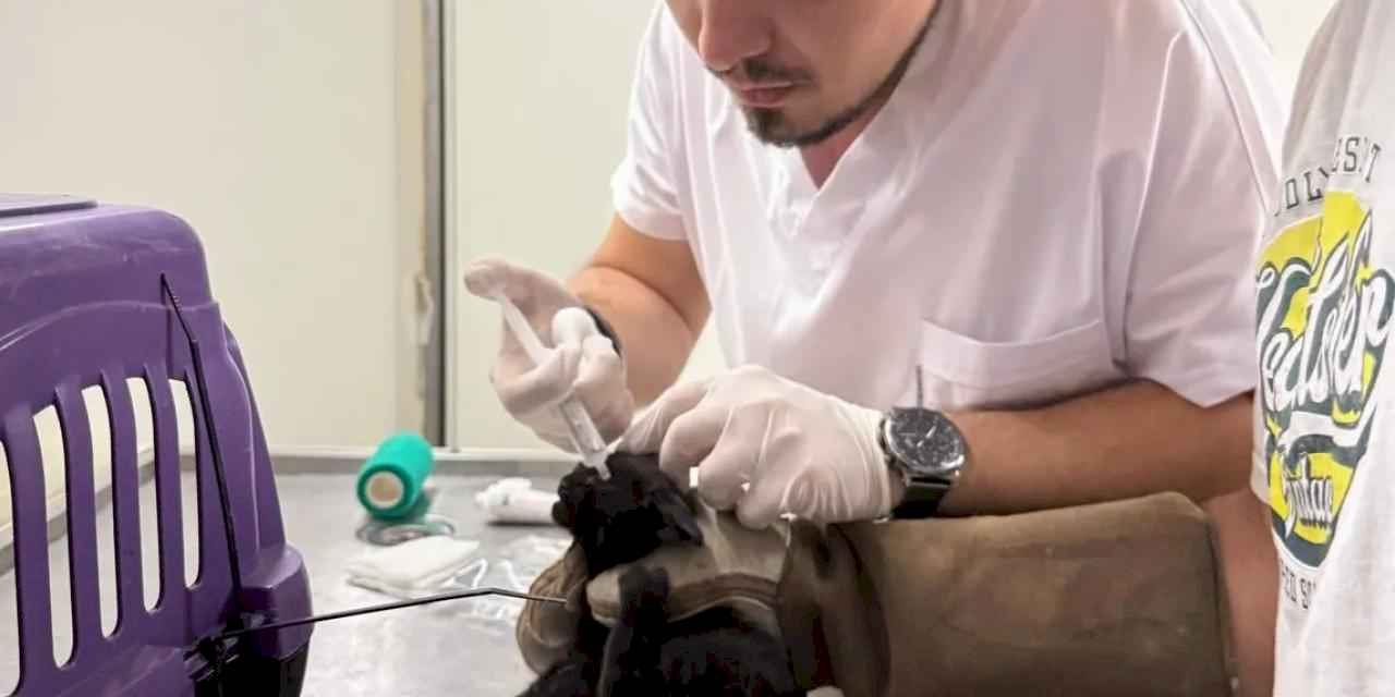 İzmir Büyükşehir tüm canlılar için harekete geçti