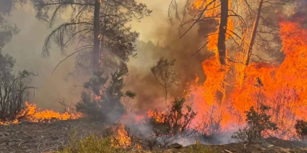 O ilde ormanlara giriş yasak!