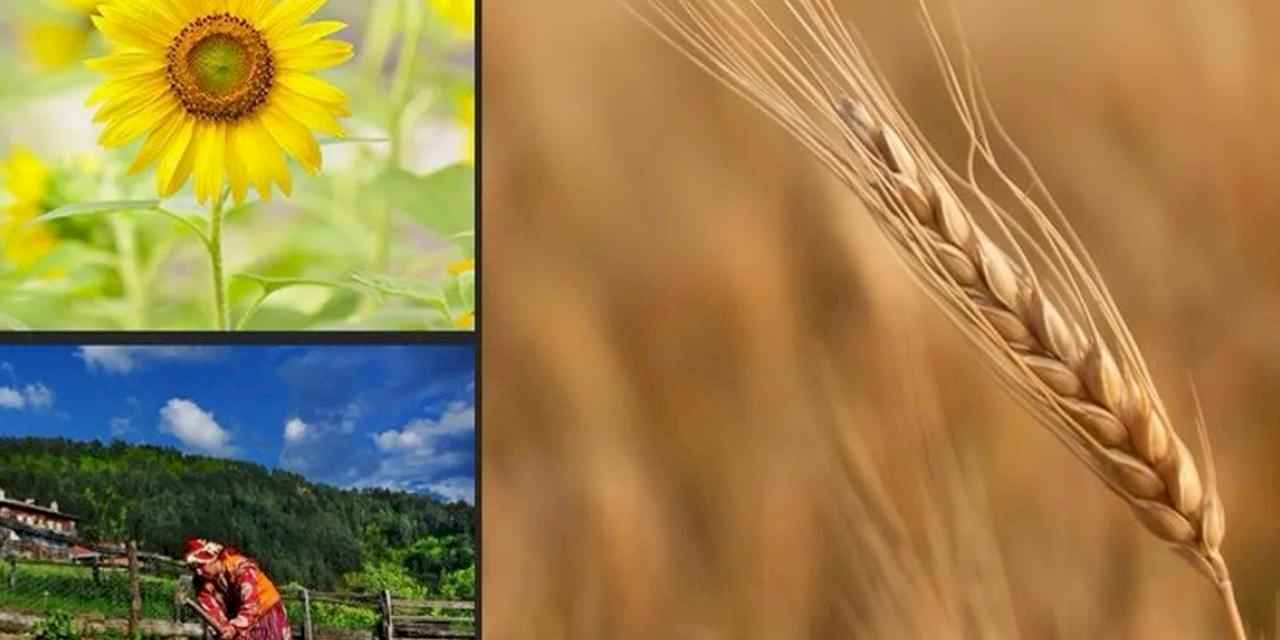Türkiye tarımsal hasılada rekor kırdı!