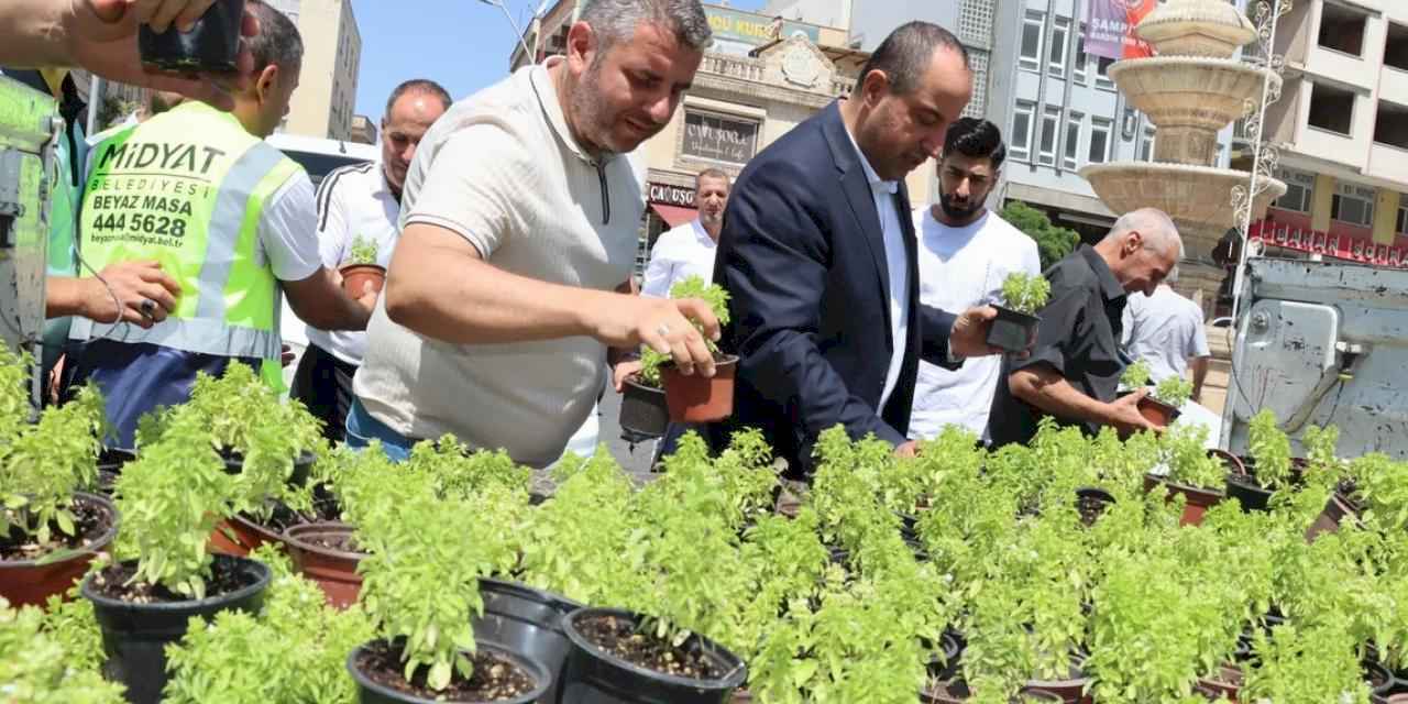 Mardin Midyat’ta fesleğen ve reyhan dağıtıldı