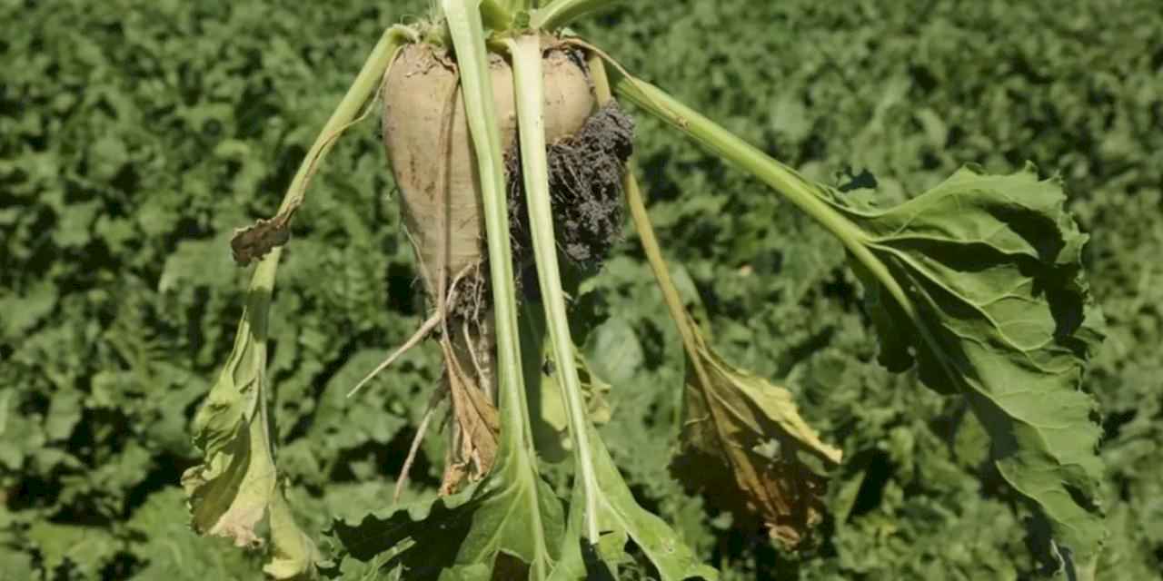 Şeker pancarı alım fiyatı açıklandı