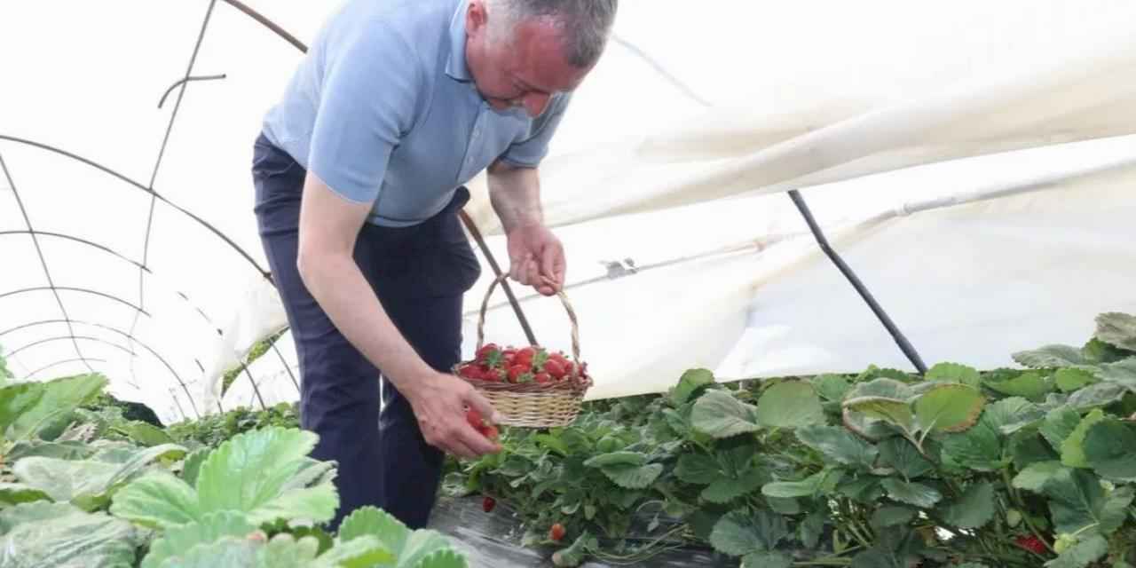 Kocaeli'de Başkan Büyükakın çilek hasadına katıldı