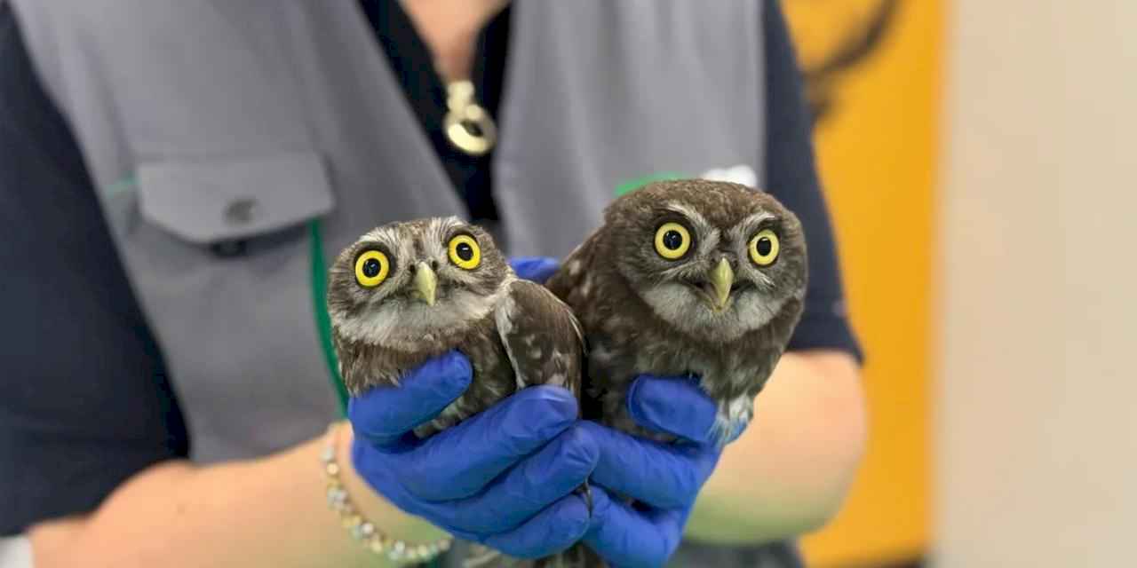 Kocaeli İtfaiyesi'nden baykuş operasyonu