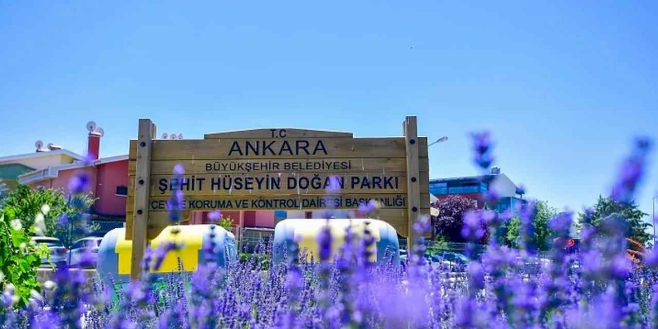 Başkent Ankara yazın lavanta kokuyor