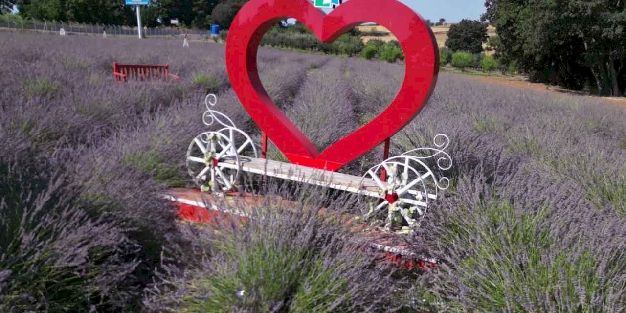 İzmit'te tarlada lavanta, şişede kolonya, yürekte emek...