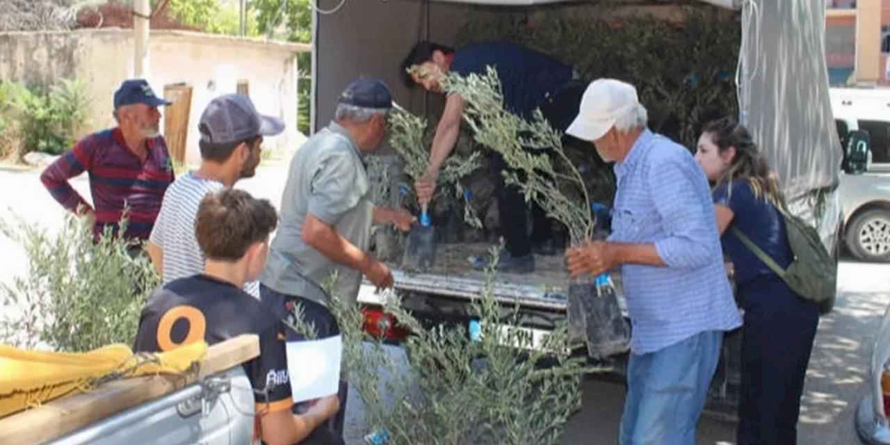 Antalya'nın 19 ilçesine 40 bin zeytin fidanı desteği