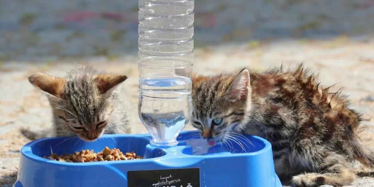 Uludağ Elektrik’ten sokak hayvanlarına yaz desteği!