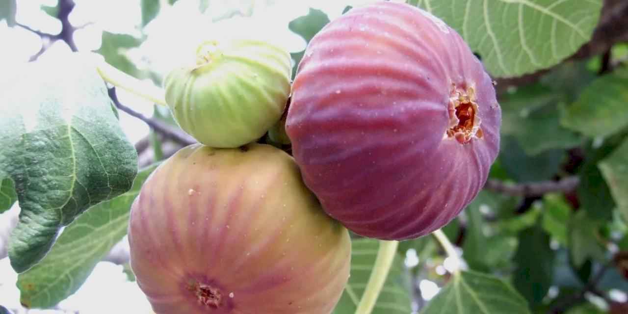 Bursa Siyahı ve Sarılop ihracat yolcusu