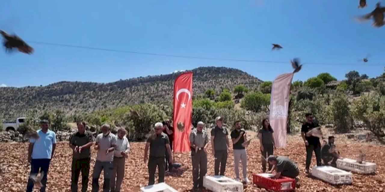 Mardin’de doğaya 300 kınalı keklik salındı