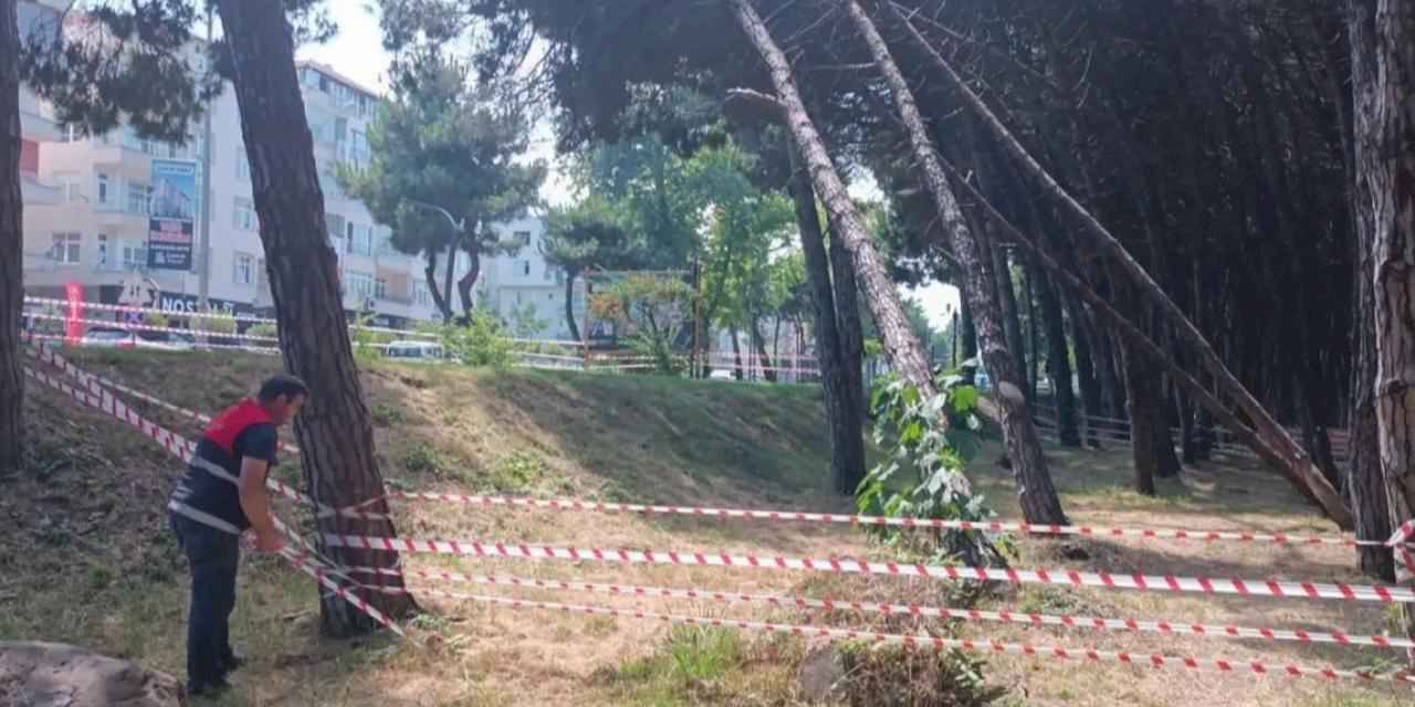 Ordu'da can ve mal güvenliğini tehdit eden ağaçlara müdahale edilecek