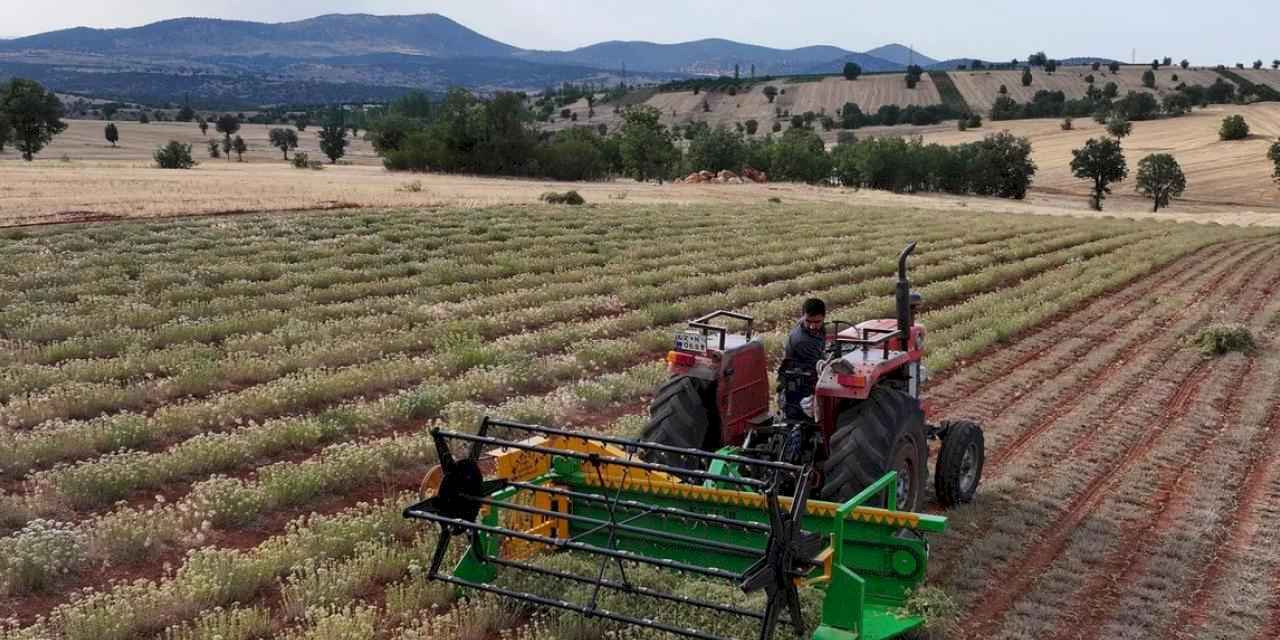 Güneysınır’da kekik hasadı: Kuraklığa dirençli tarımda yeni dönem