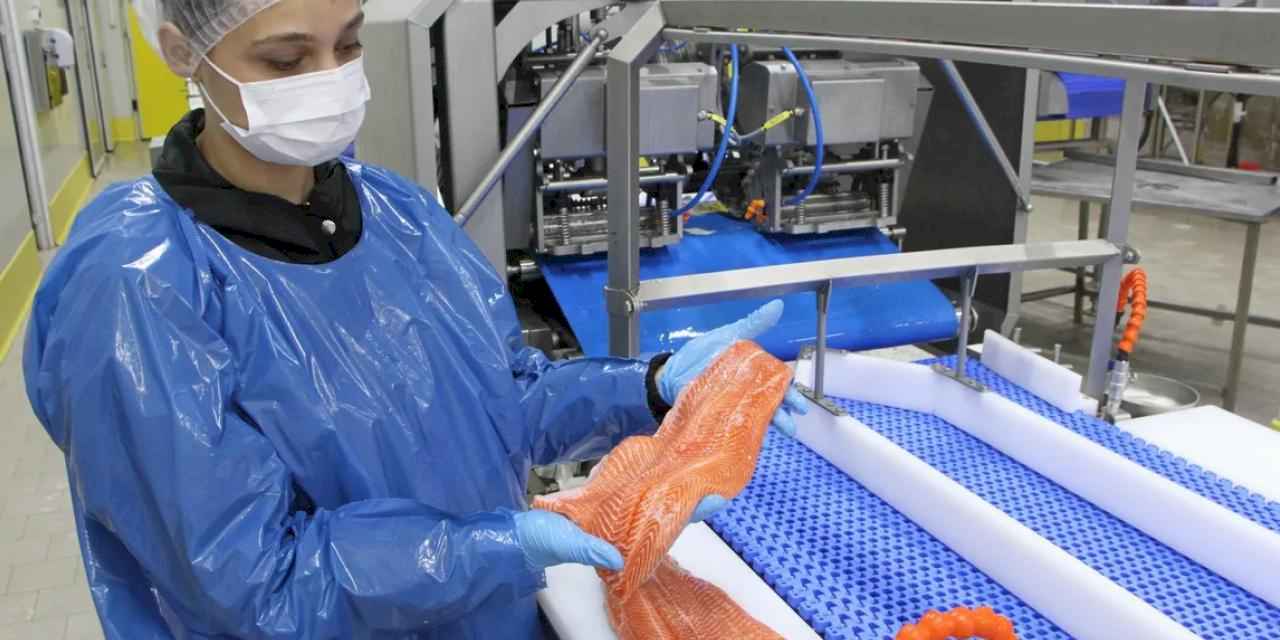 Türk somonu ihracatı rekor kırıyor