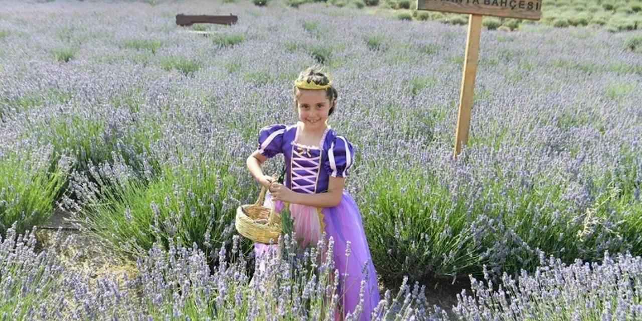 Ata Çiftiği'nde lavanta hasadı