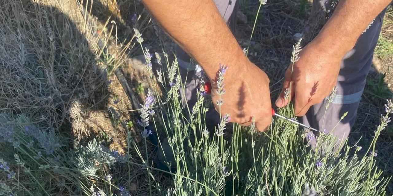 Muğla Milas Belediyesi lavanta hasadı gerçekleştirdi