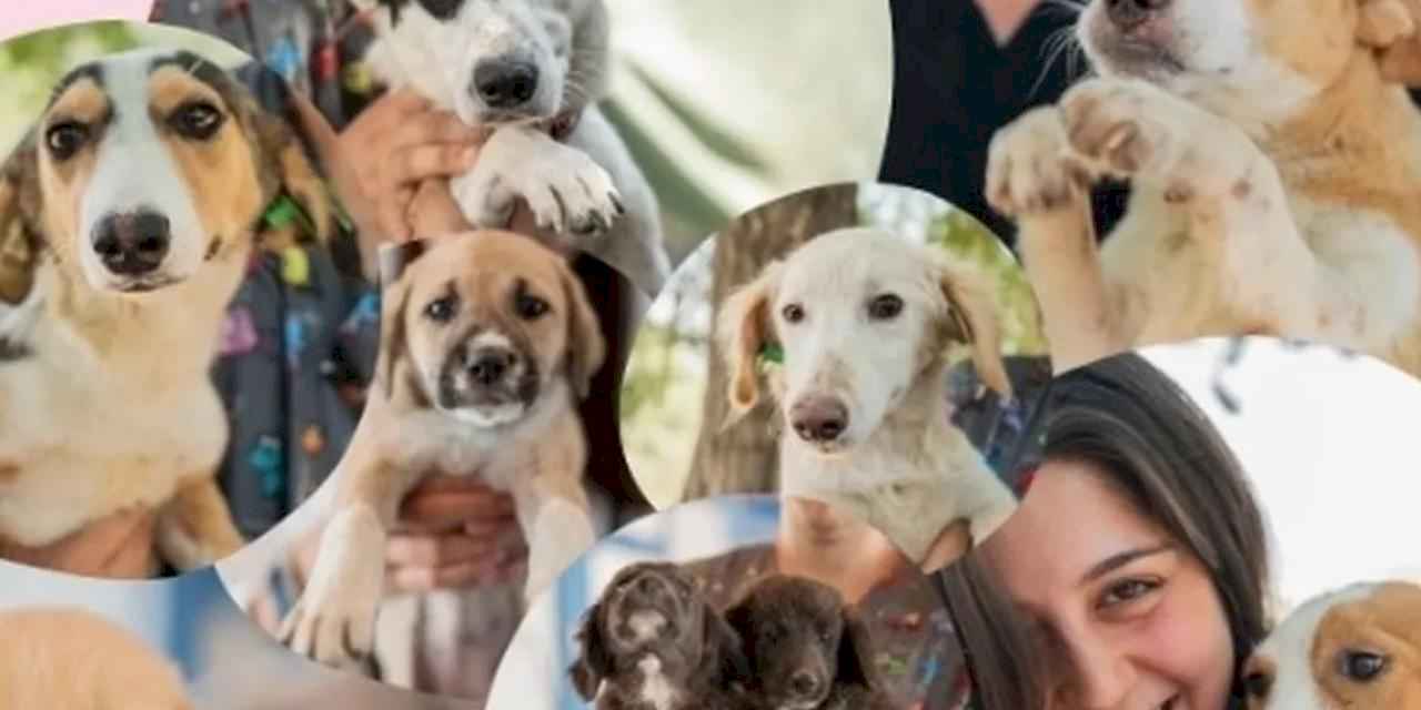 Muğla Milas’ta sevgi dolu yuvalar aranıyor