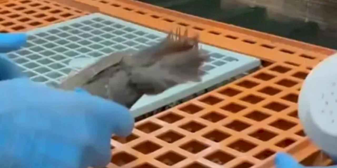 Keklikler doğaya kavuşuyor