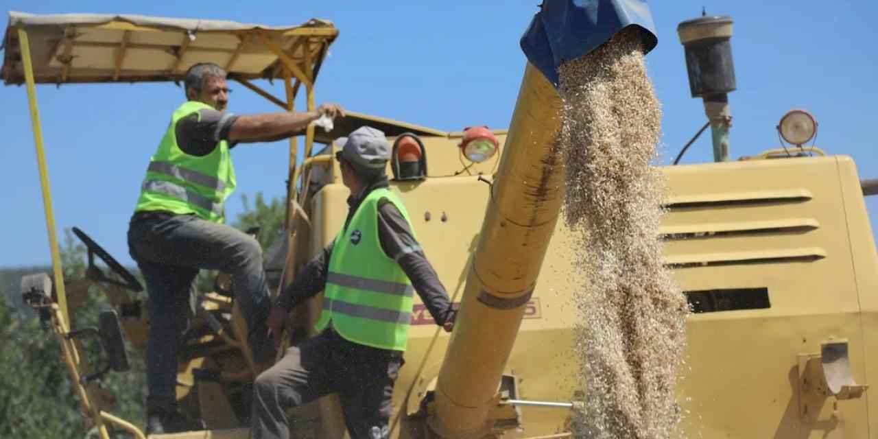 Siyez buğdayında hasat bereketi