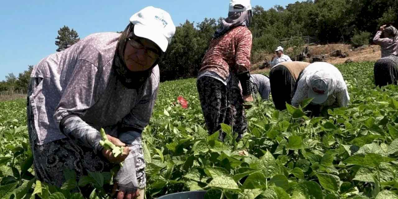 Badalan fasulyesi toprakla buluştu, çiftçilerin yüzü güldü