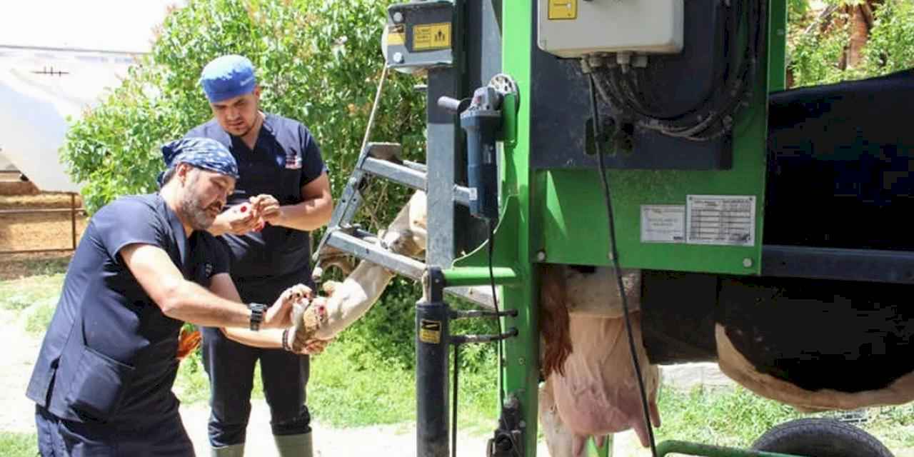 Antalya Büyükşehir’den çobanlara destek