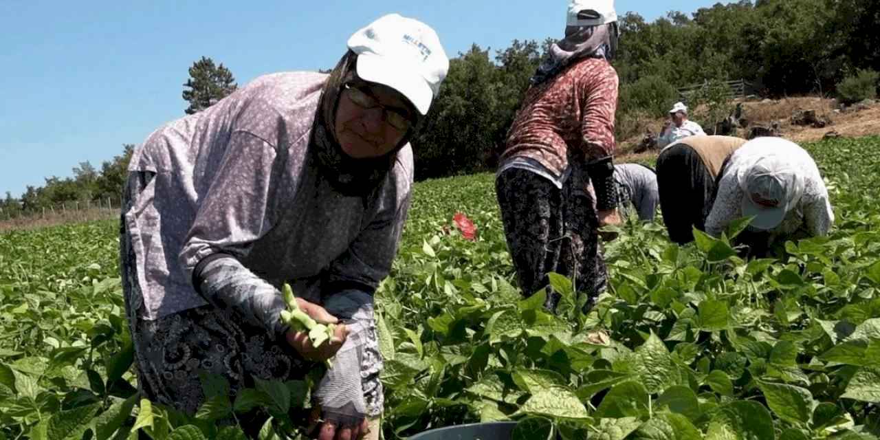 Balıkesirli üreticinin yüzünü Büyükşehir güldürdü