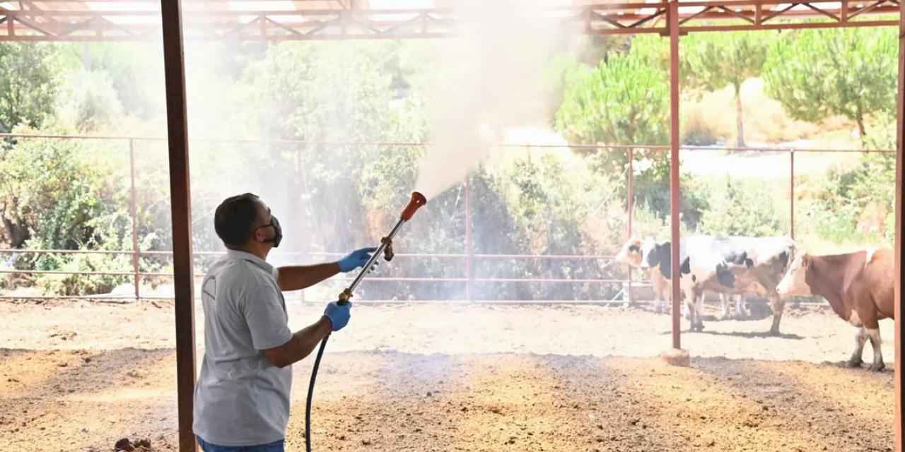 Manisa Sarıgöl’de Akabane hastalığına karşı ilaçlama