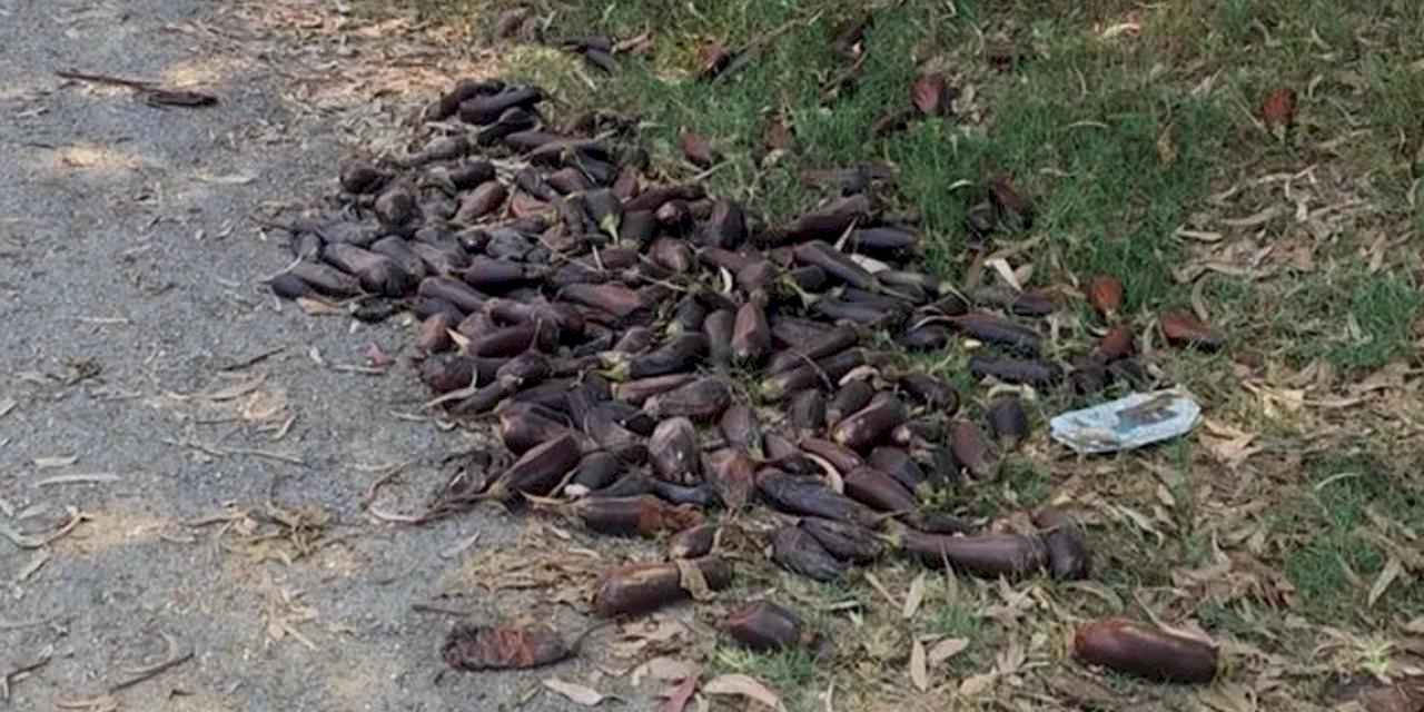 Mersin'de yere döktüğü 3. kalite patlıcanlar 17,2 milyon TL’ye patladı!