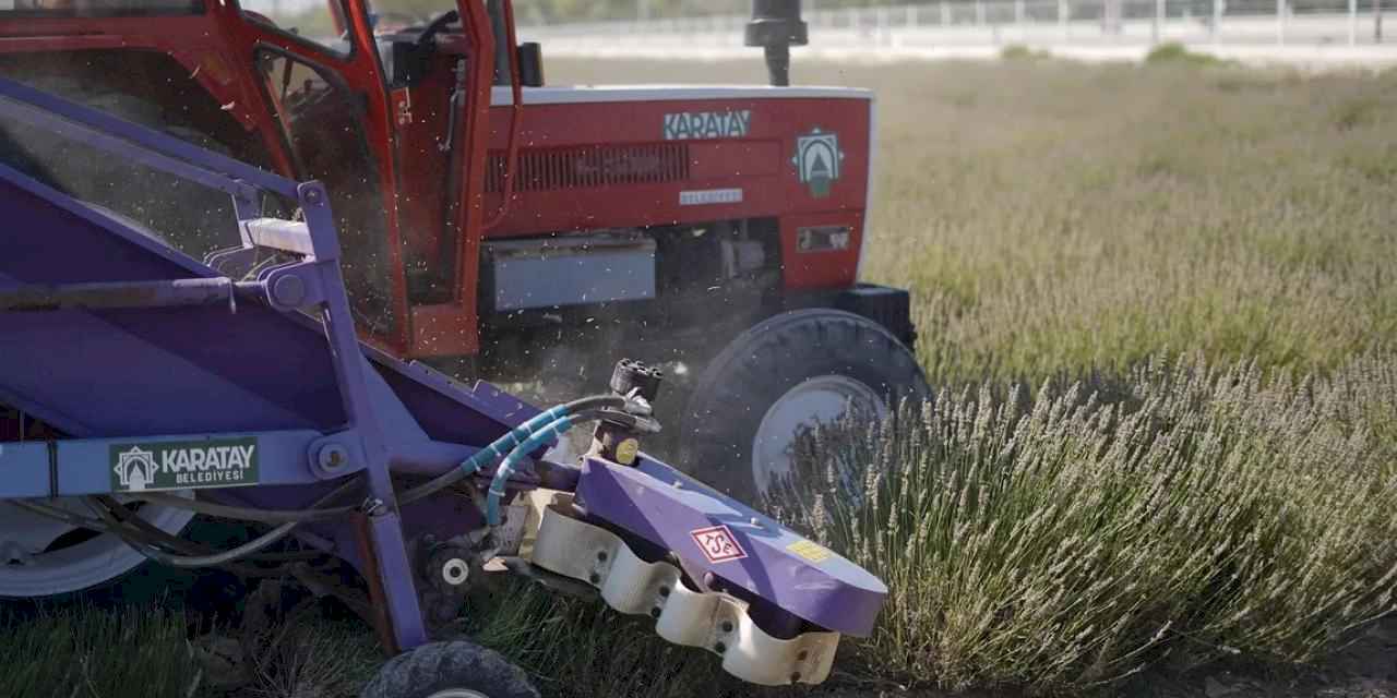 Konya Karatay Lavanta Bahçesi’nde hasat zamanı