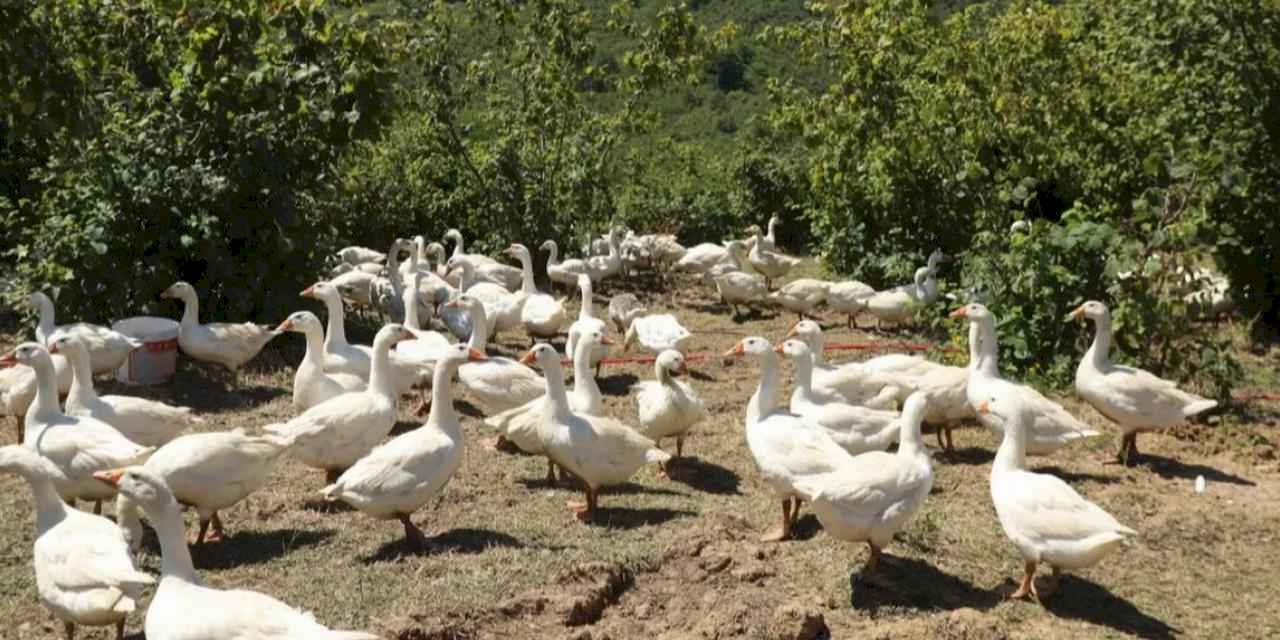 Ordu’da alım garantili kaz yetiştiriciliği üreticiye güven veriyor