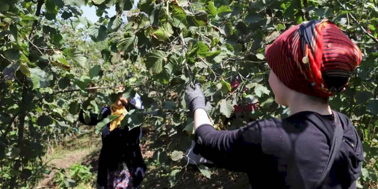 Ordu'da 'Fındık Dalda' projesine rekor başvuru