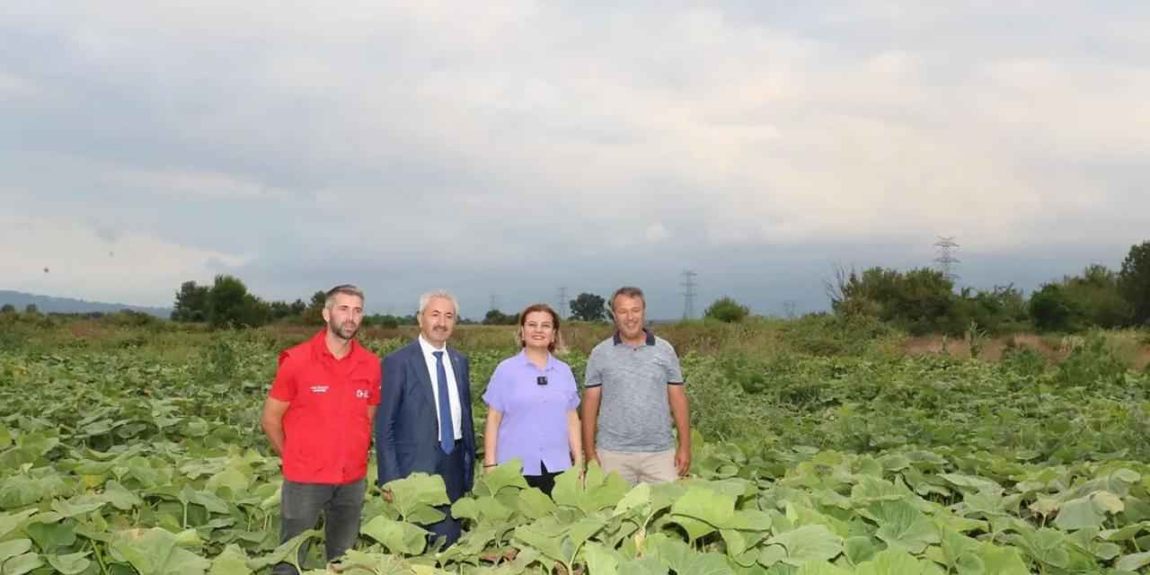 İzmit'ten balkabağı üretimine yerel destek