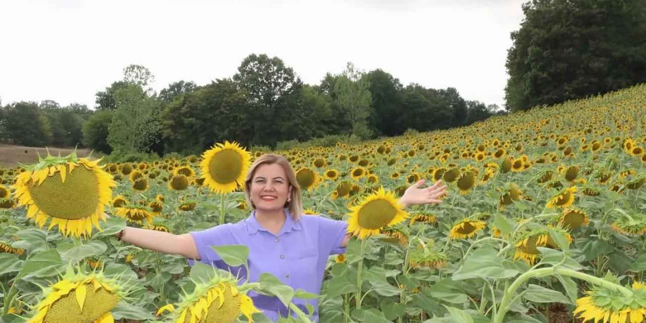 İzmit ayçiçek tarlalarından yağ üretecek