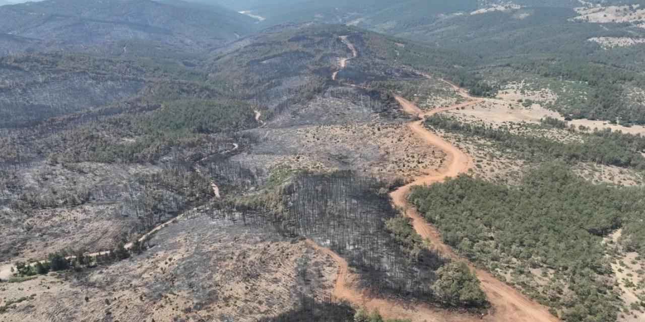 Bursa’da yanan ormanlar yeniden yeşerecek