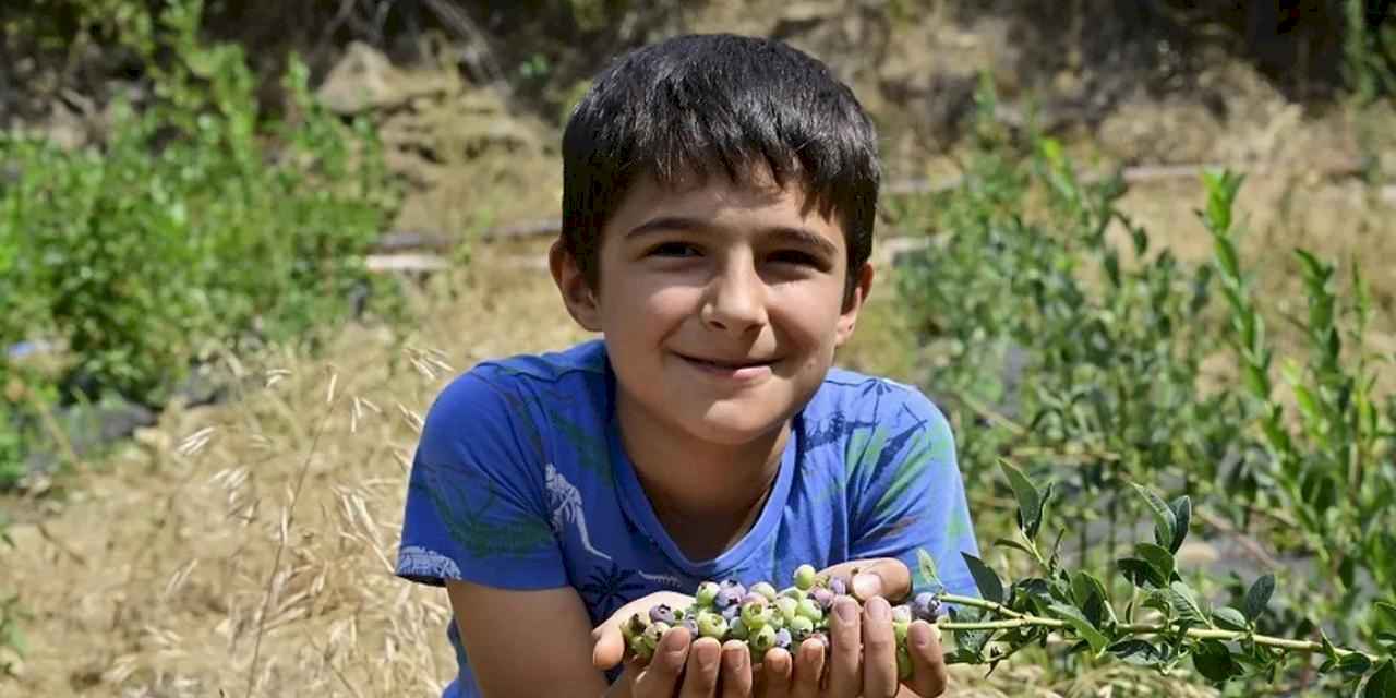 İzmir Ödemiş'te ilk mavi yemiş hasadı