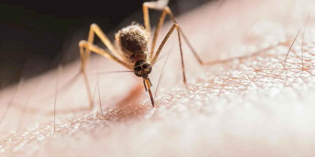 Sakarya'dan sinek ve keneyle mücadelede dijital adım