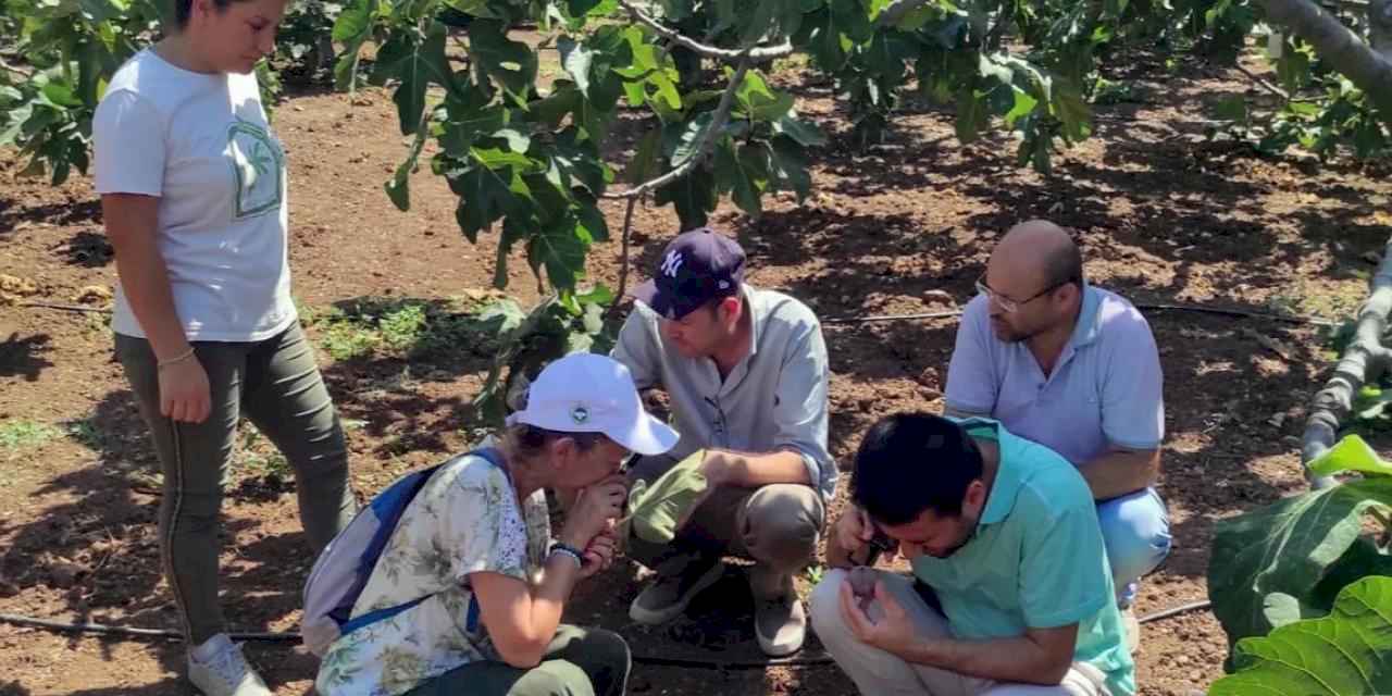 Bursa Mudanya'da incir üreticilerine kırmızı örümcek uyarısı